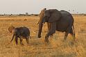 149 Okavango Delta, olifanten